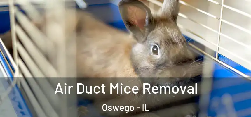  Air Duct Mice Removal Oswego - IL